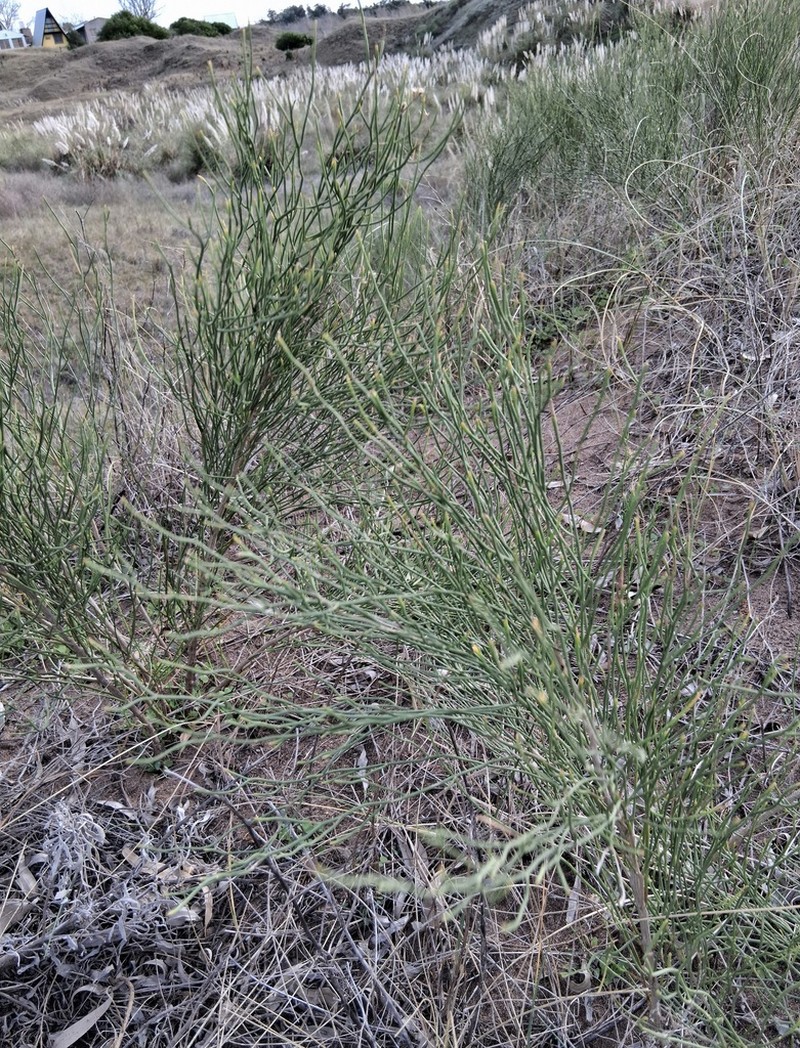 Baccharis genistifolia photo 5