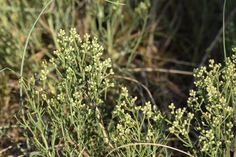 Baccharis genistifolia photo 6