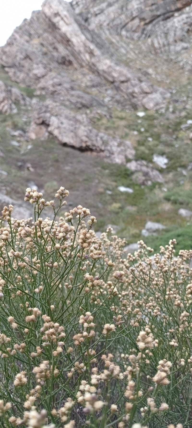 Baccharis genistifolia photo 7