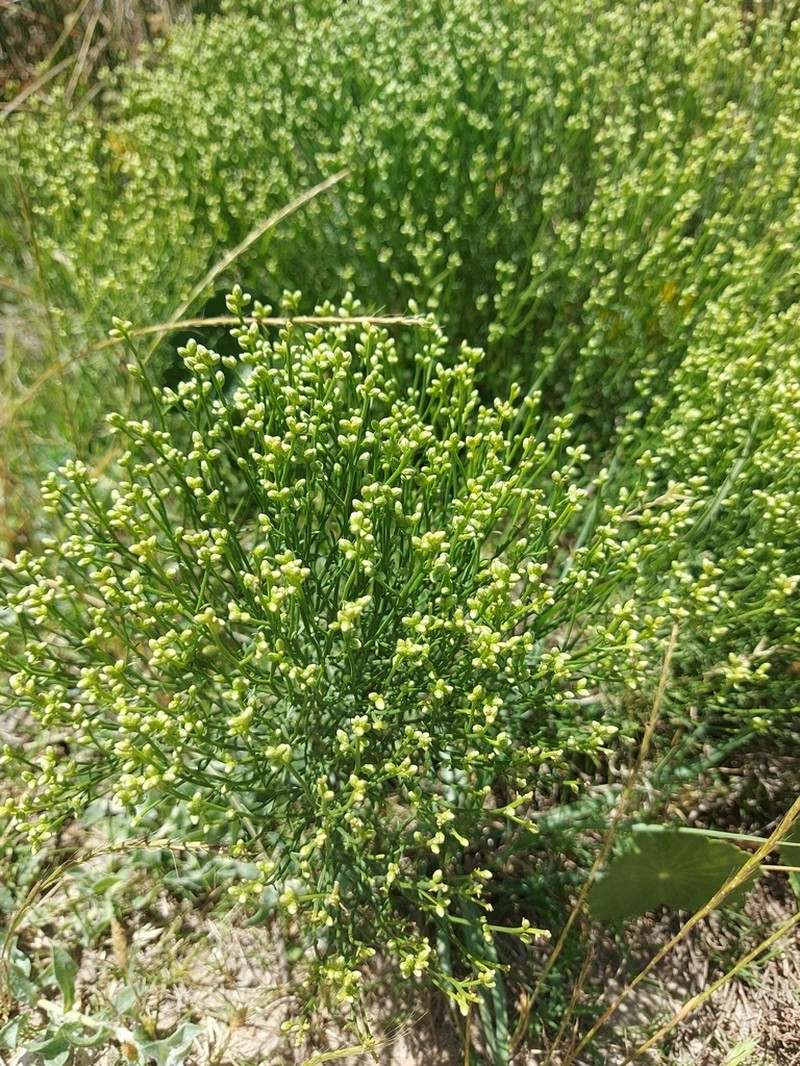 Baccharis genistifolia photo 8
