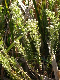 Baccharis gibertii