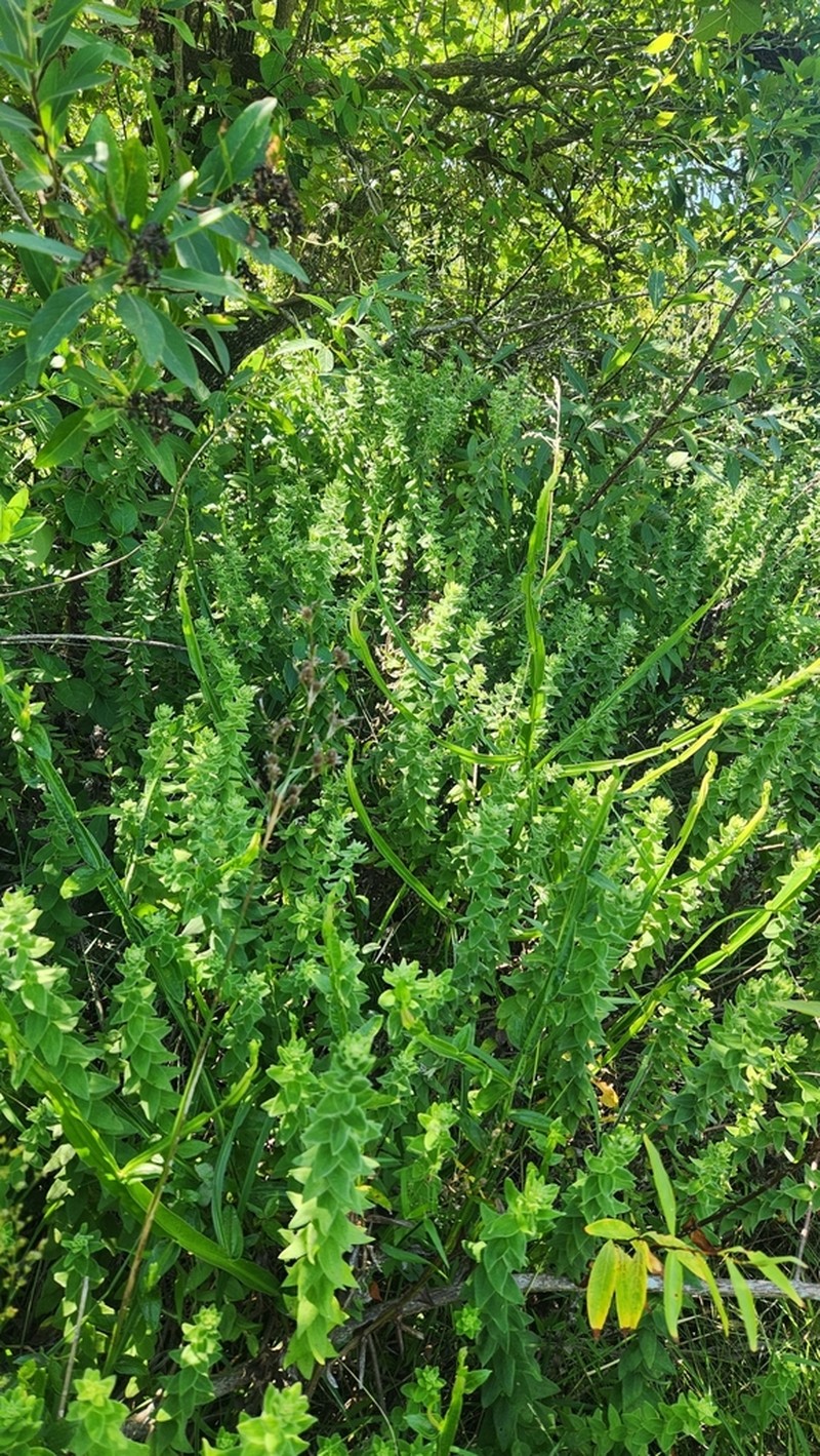 Baccharis gibertii photo 2