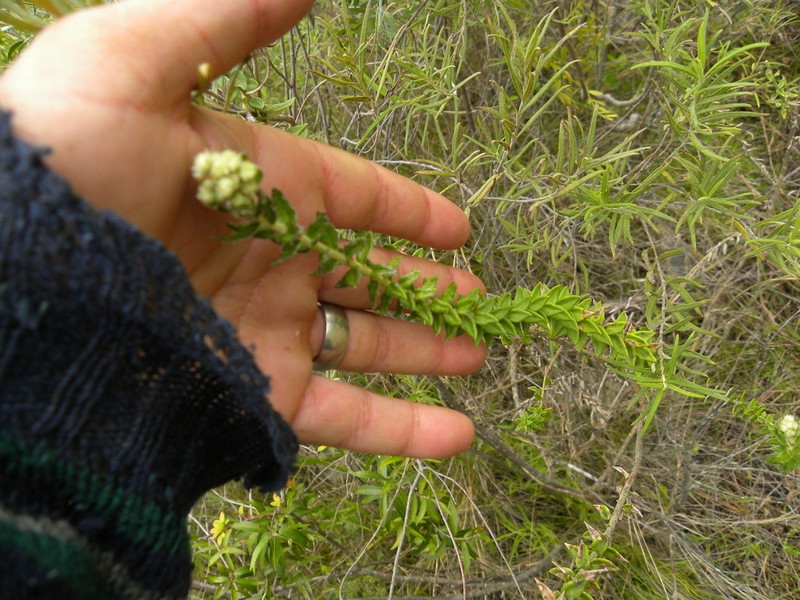 Baccharis gibertii photo 4