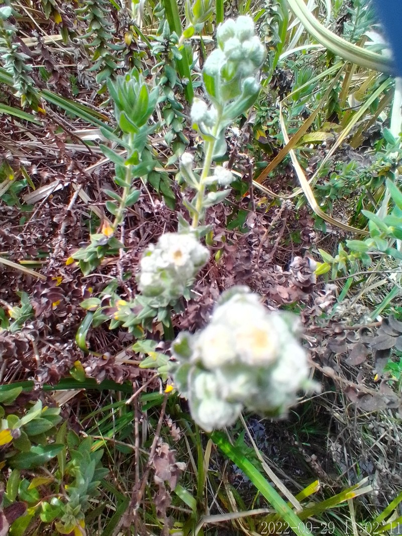 Baccharis gibertii photo 7