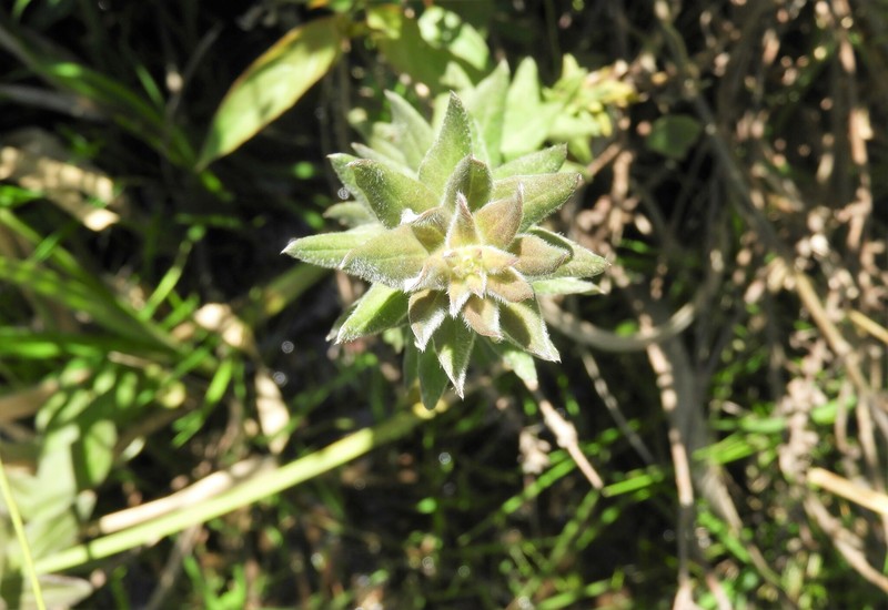Baccharis gibertii photo 8