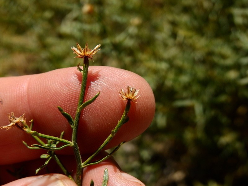 Baccharis gilliesii