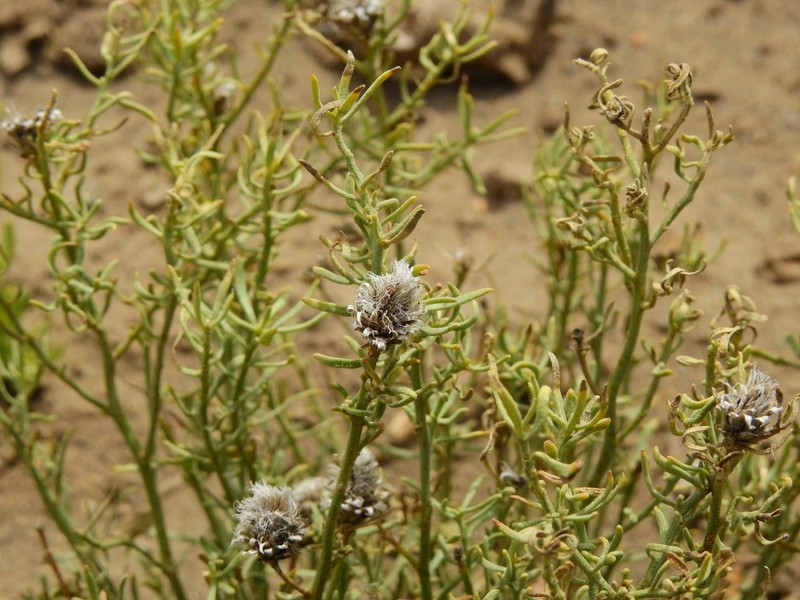 Baccharis gilliesii photo 2