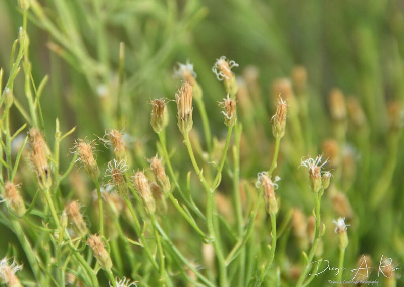Baccharis gilliesii photo 3