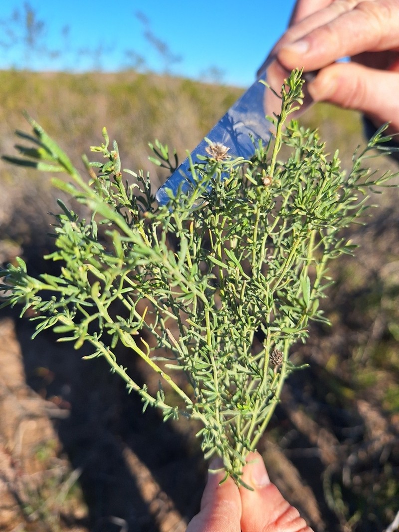 Baccharis gilliesii photo 4