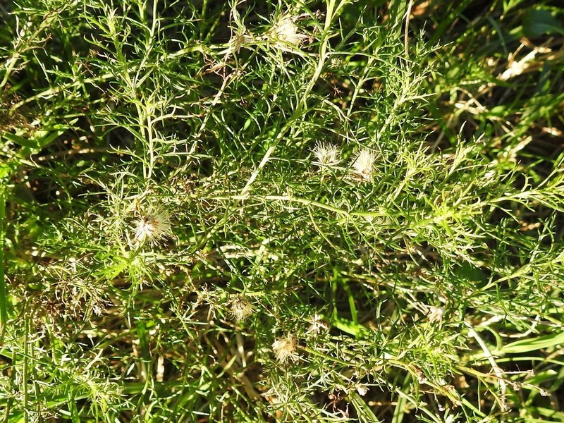 Baccharis gilliesii photo 5