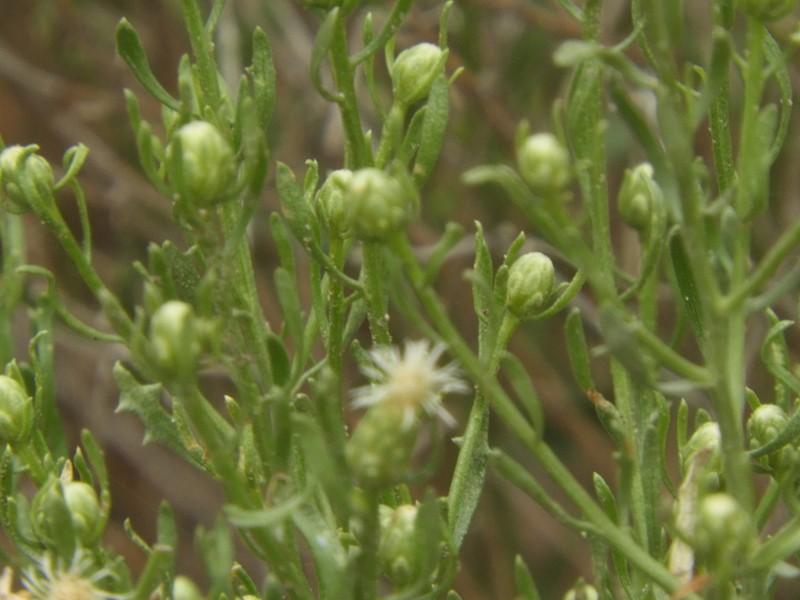 Baccharis gilliesii photo 6