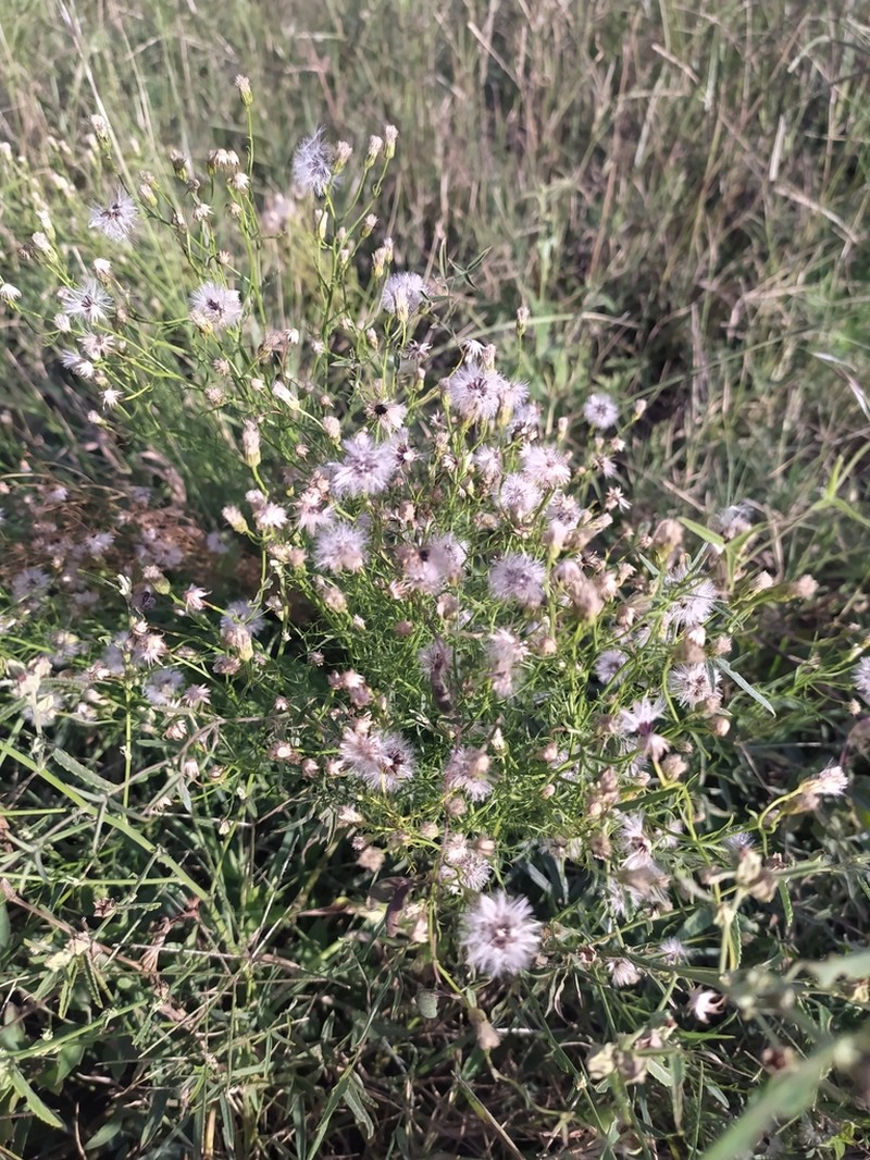 Baccharis gilliesii photo 7