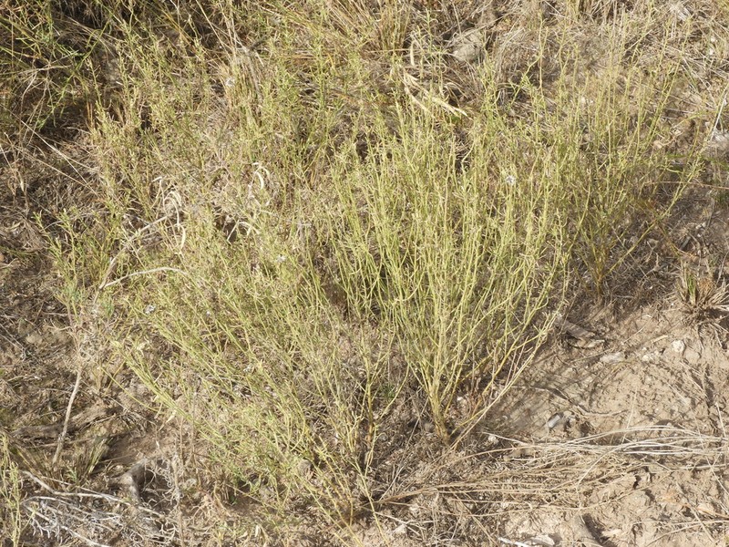 Baccharis gilliesii photo 8