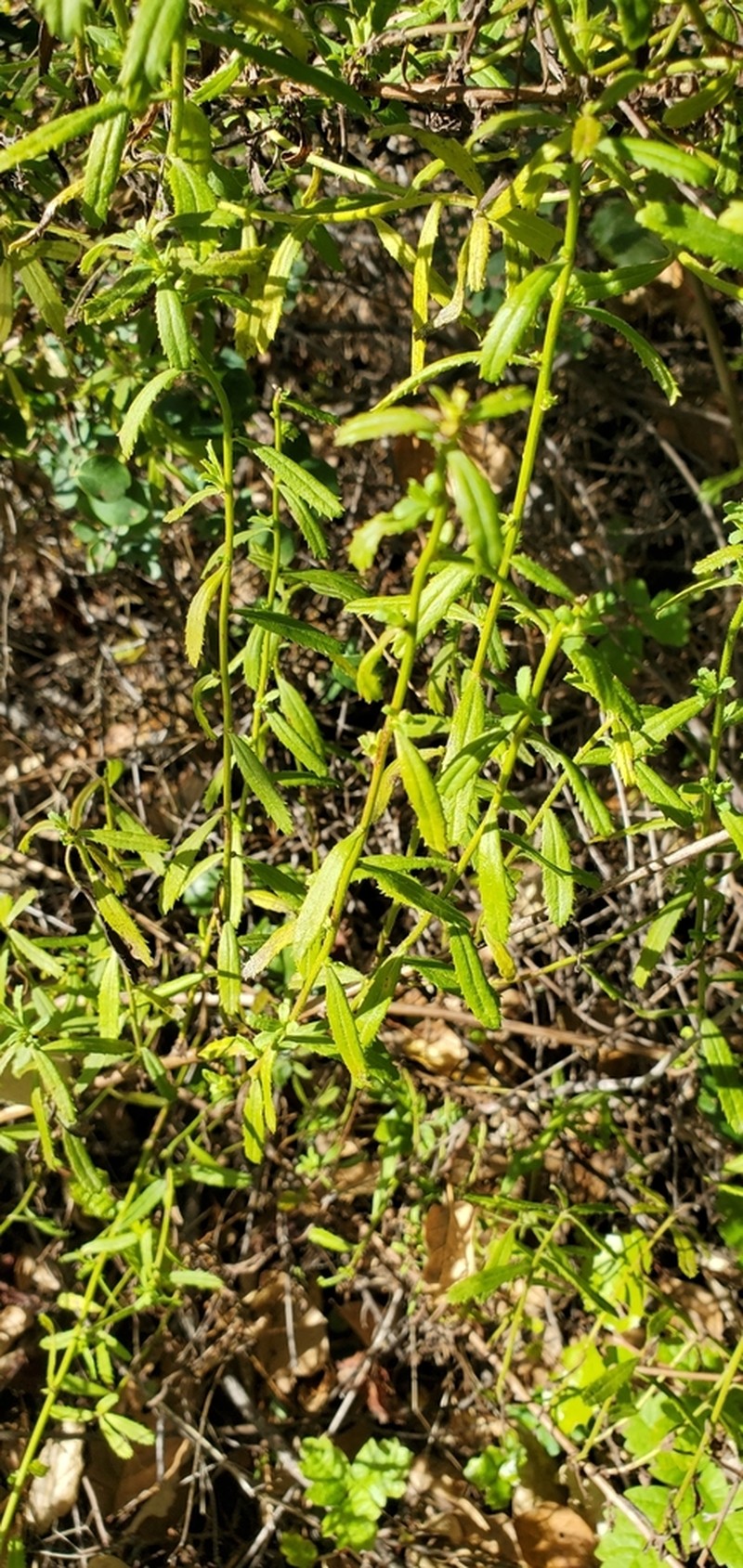 Baccharis glabrata