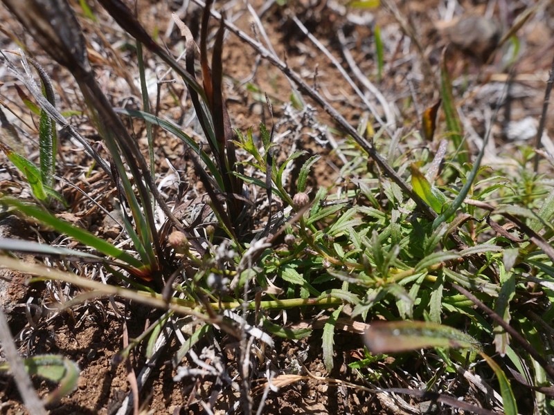 Baccharis glabrata photo 2