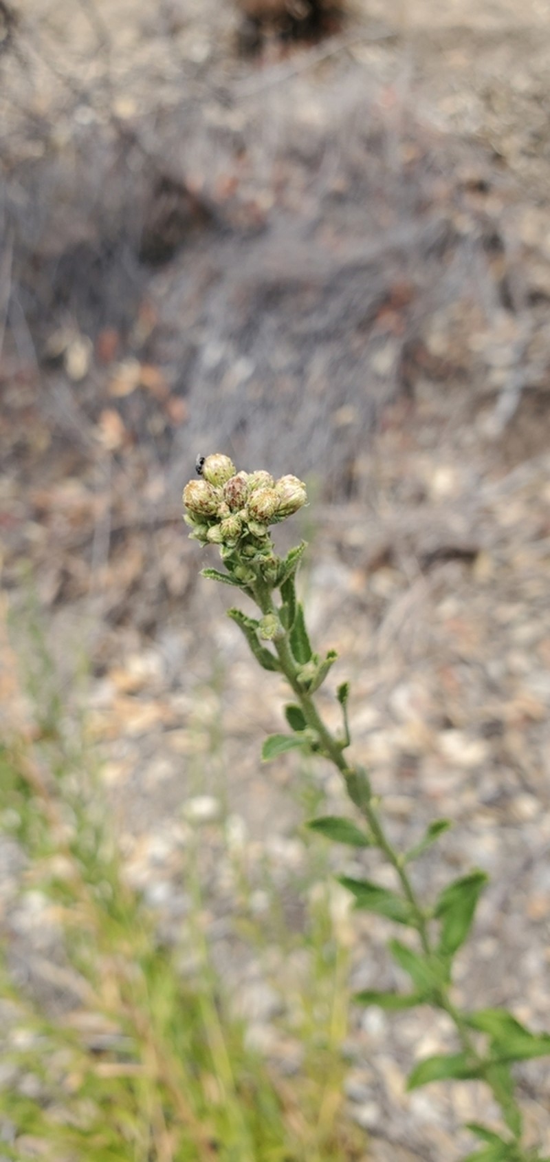 Baccharis glabrata photo 4