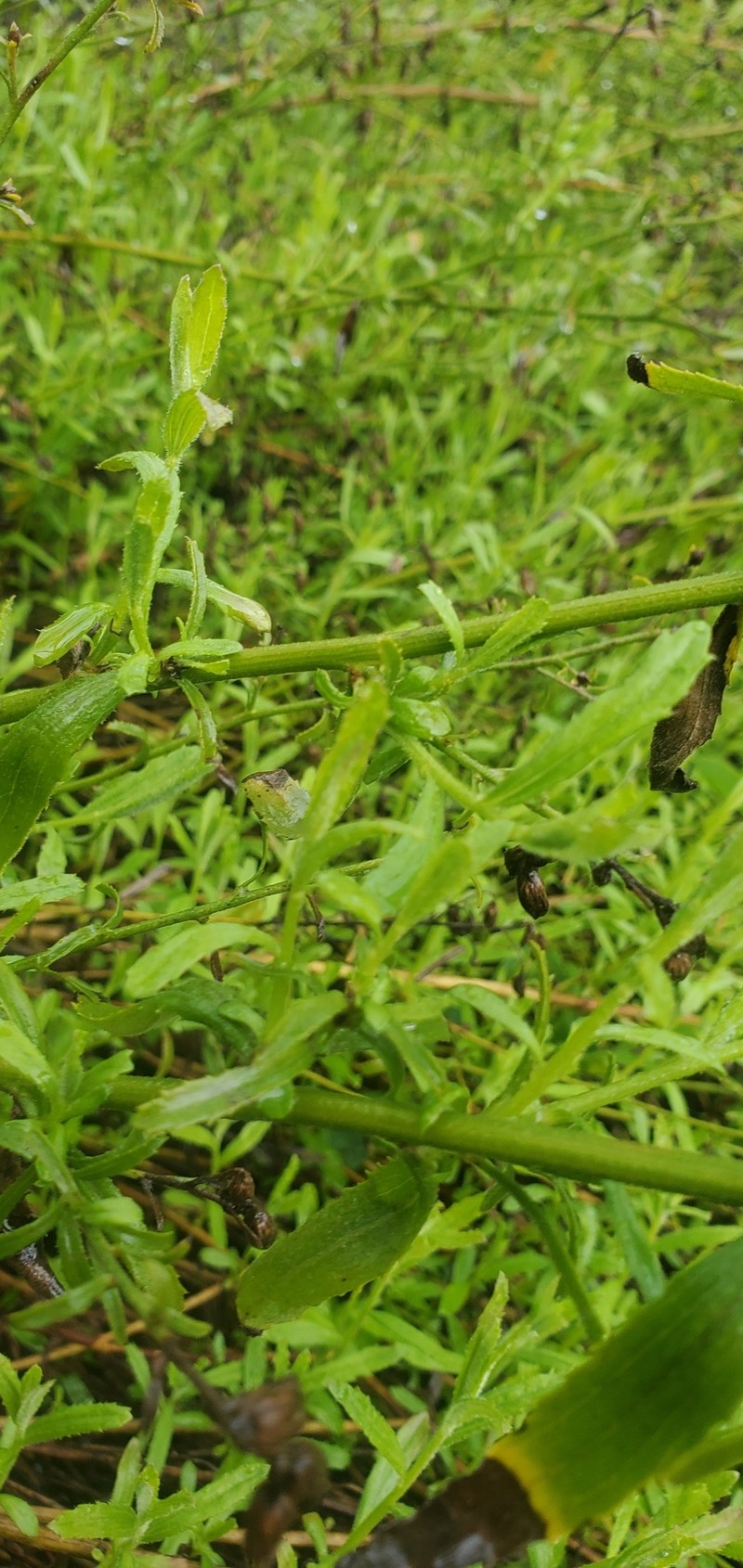 Baccharis glabrata photo 7