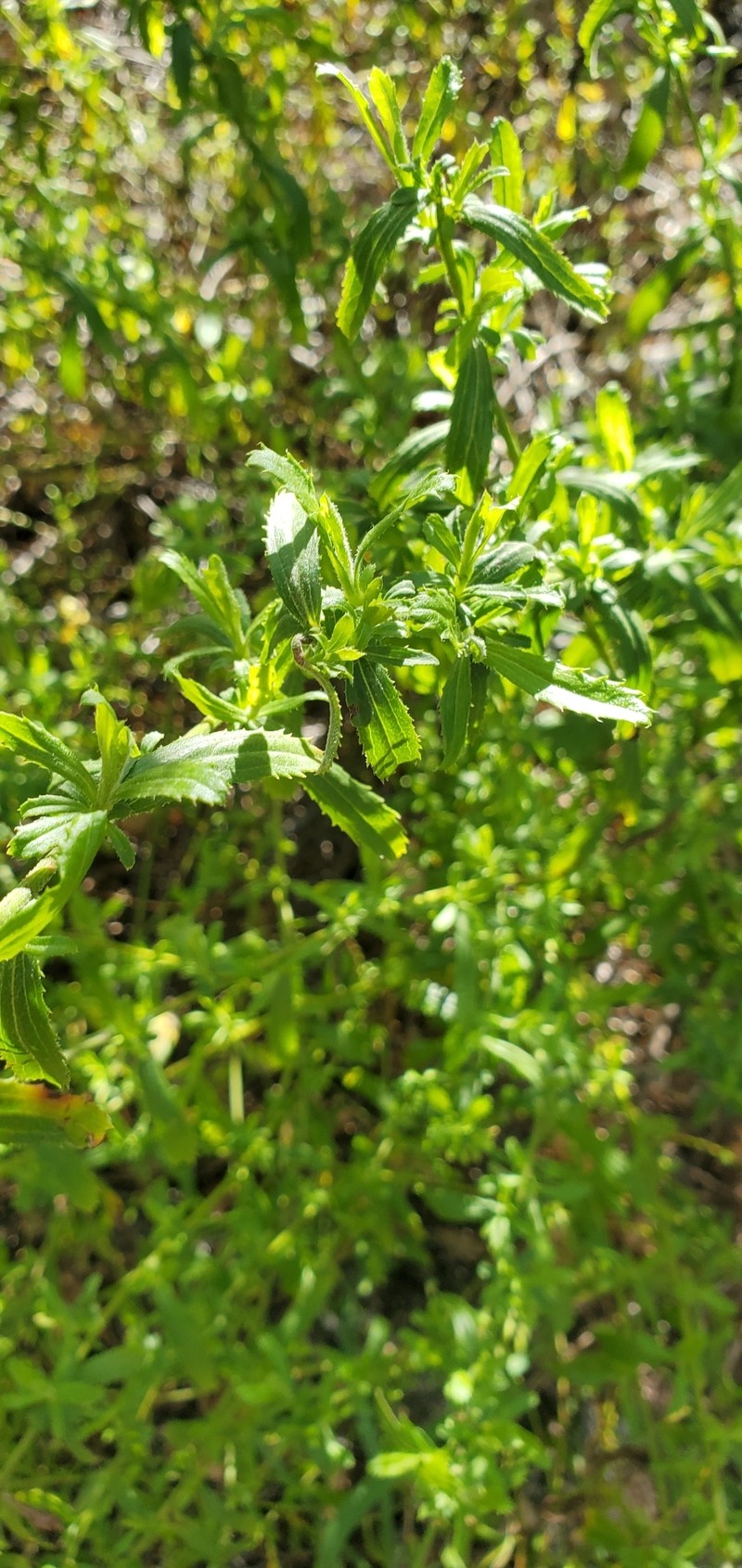 Baccharis glabrata photo 8