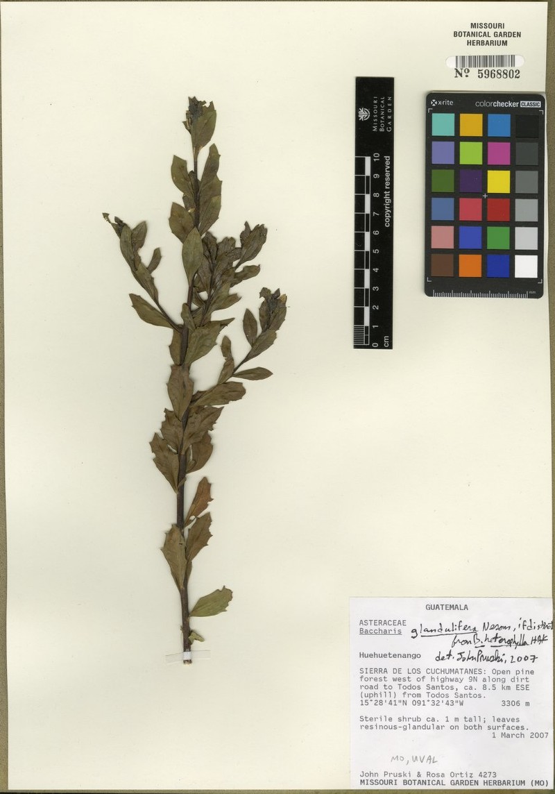 Baccharis glandulifera
