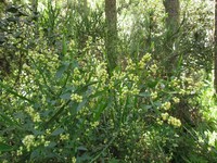 Baccharis glaziovii