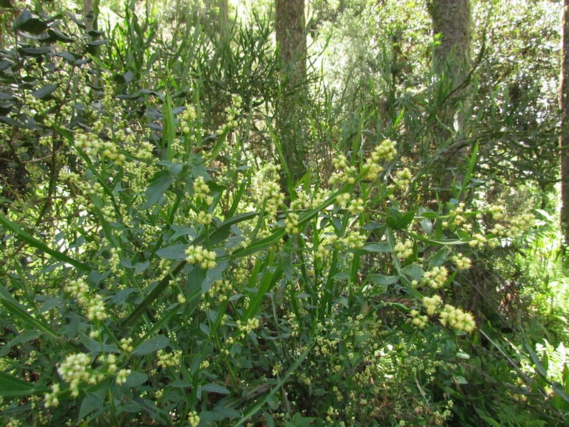 Baccharis glaziovii