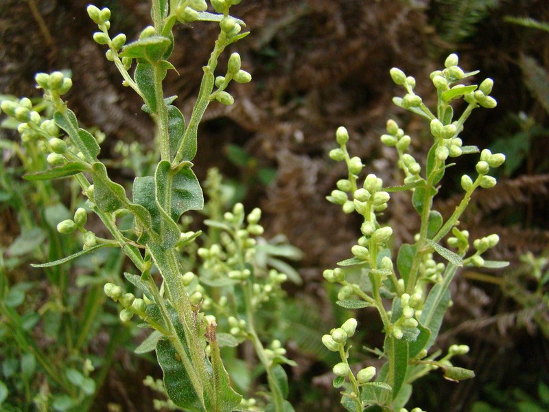 Baccharis glaziovii photo 2