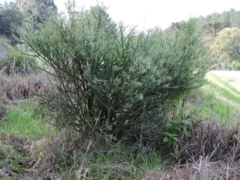 Baccharis glaziovii photo 4