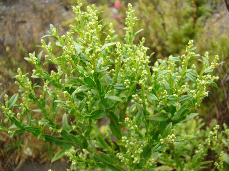 Baccharis glaziovii photo 5
