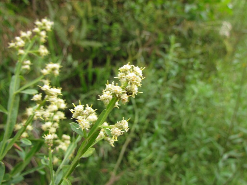 Baccharis glaziovii photo 6