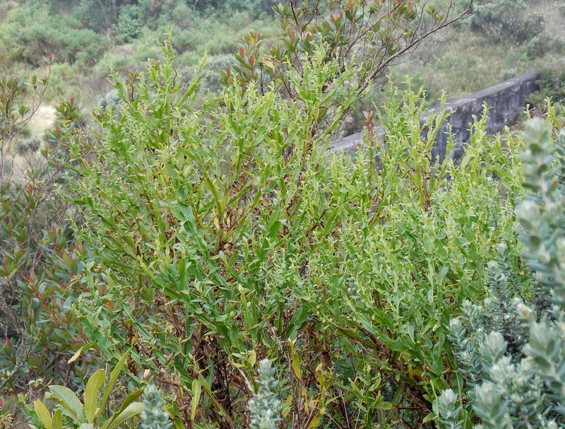 Baccharis glaziovii photo 7