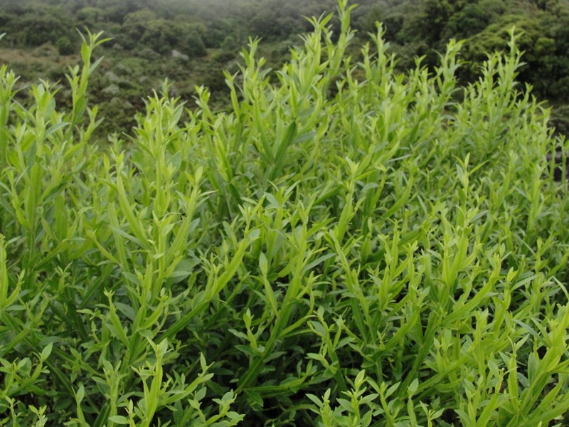 Baccharis glaziovii photo 8