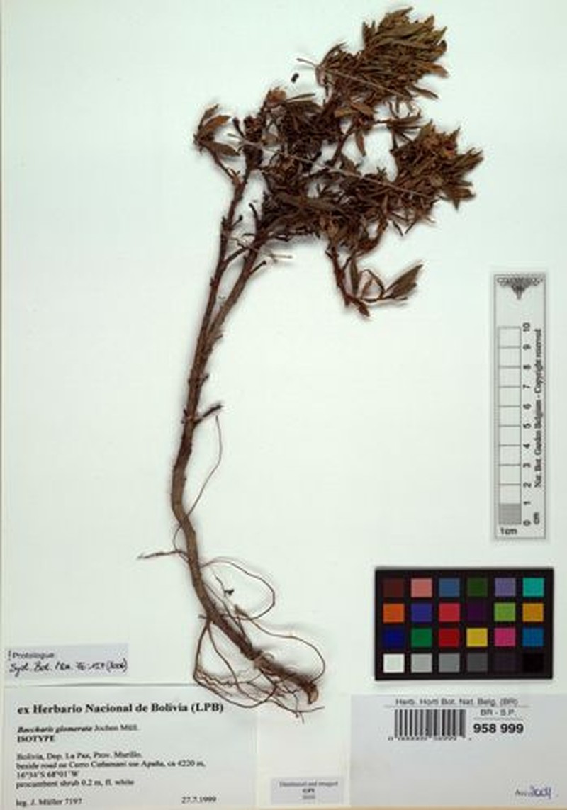 Baccharis glomerata