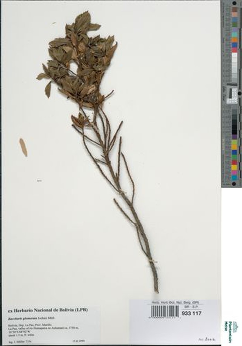 Baccharis glomerata photo 2