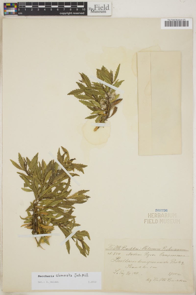 Baccharis glomerata photo 3