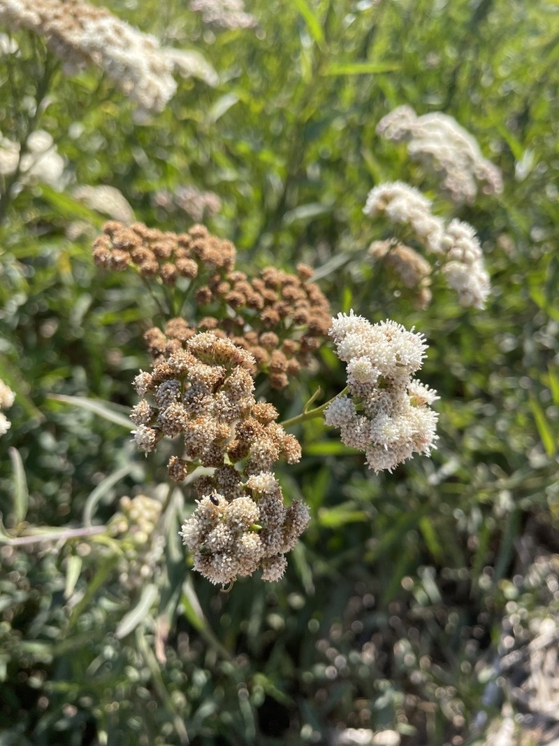 Baccharis glutinosa