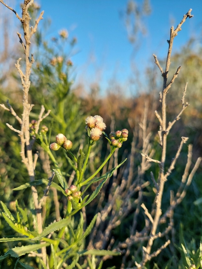 Baccharis glutinosa photo 2