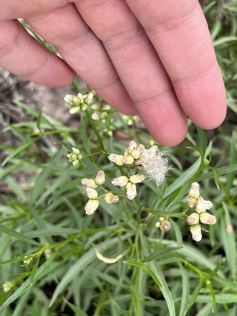 Baccharis glutinosa photo 3