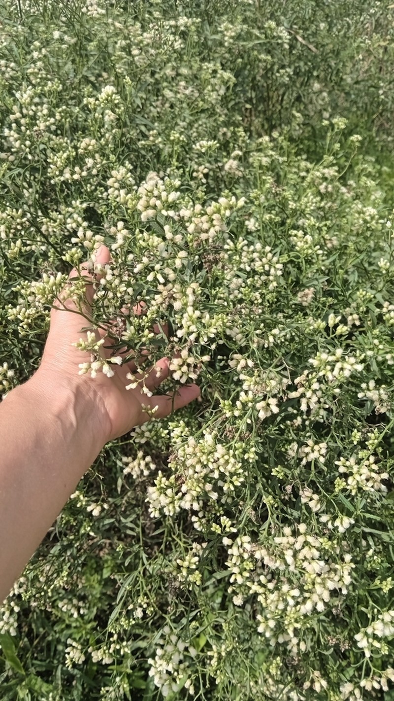 Baccharis glutinosa photo 4