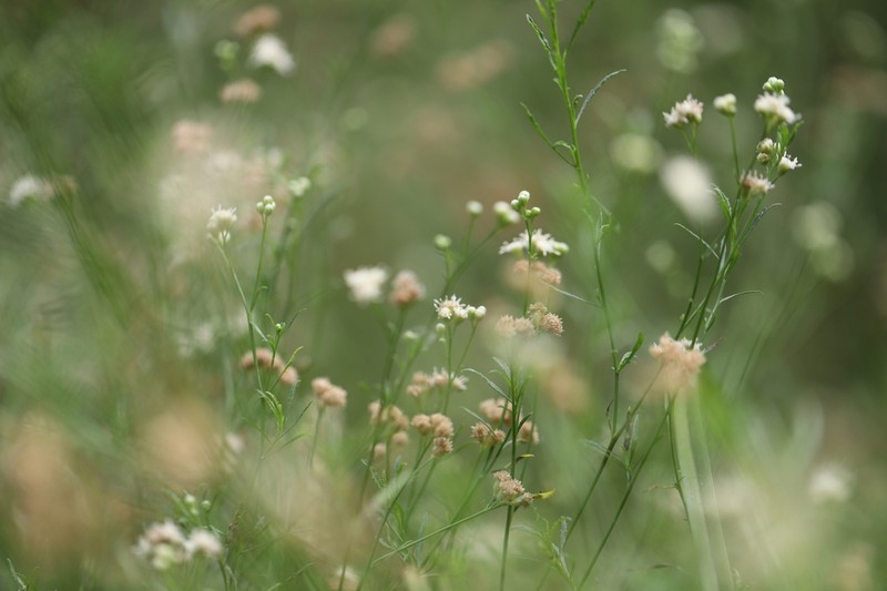Baccharis glutinosa photo 5