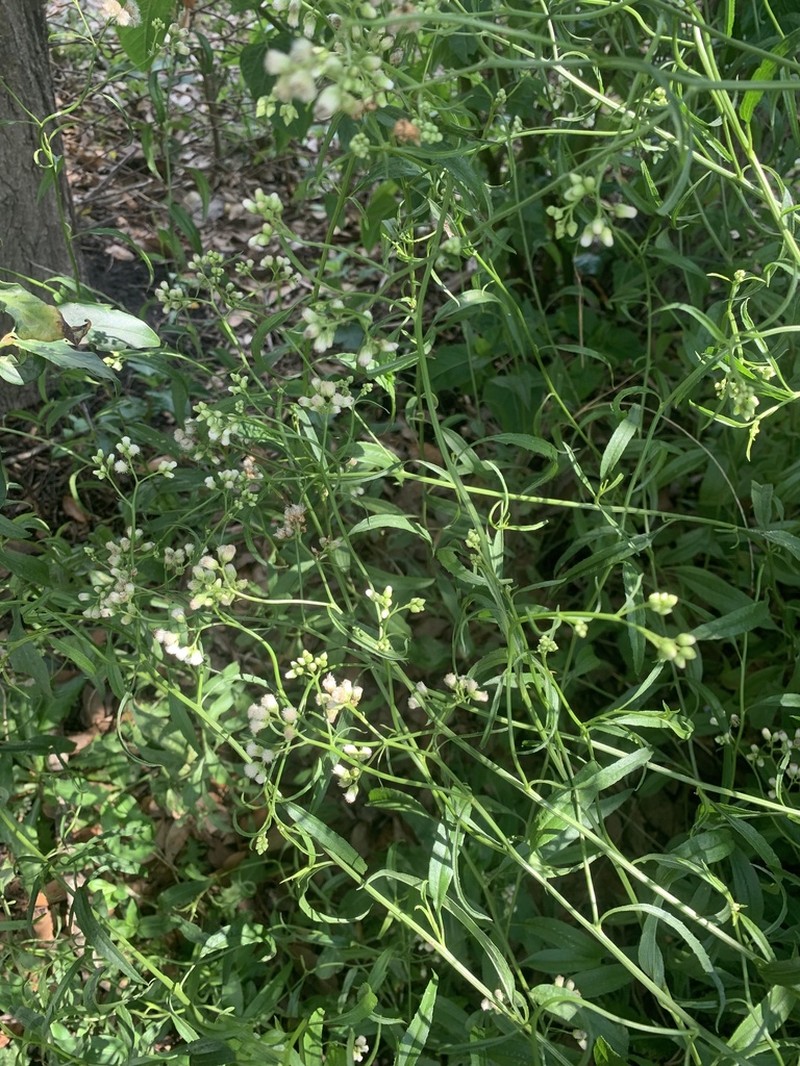 Baccharis glutinosa photo 6