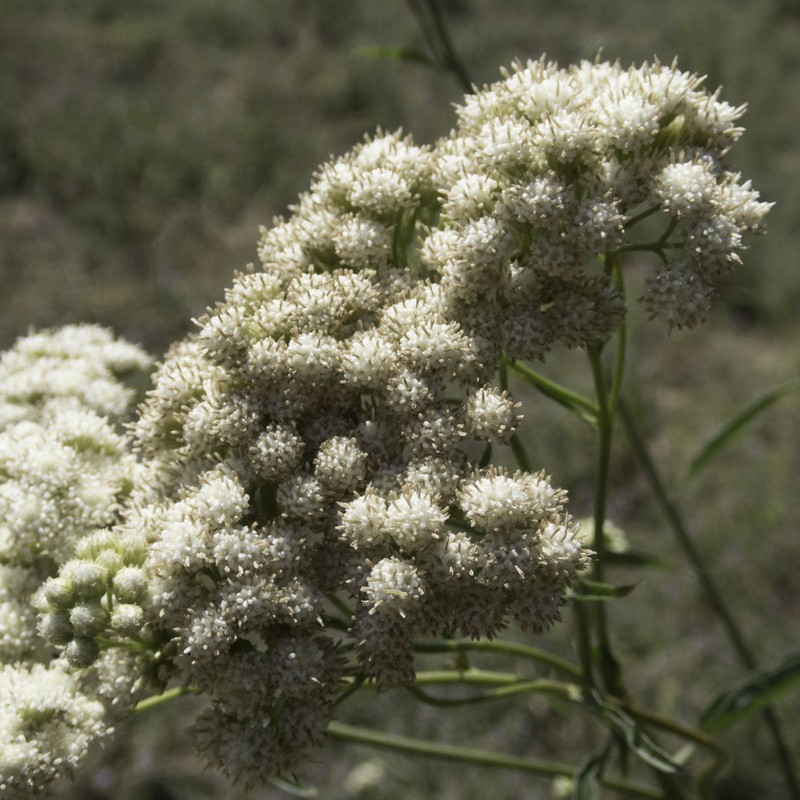 Baccharis glutinosa photo 7