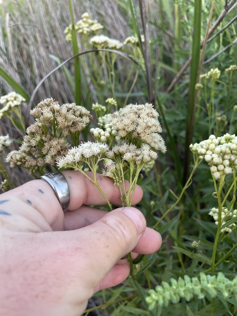 Baccharis glutinosa photo 8