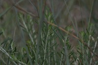 Baccharis gnaphalioides