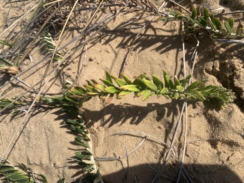 Baccharis gnaphalioides photo 2