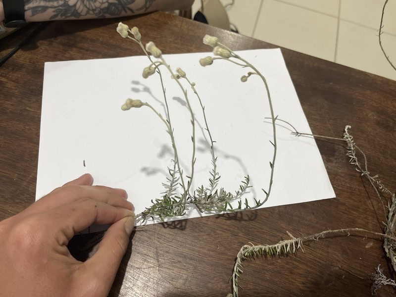 Baccharis gnaphalioides photo 3