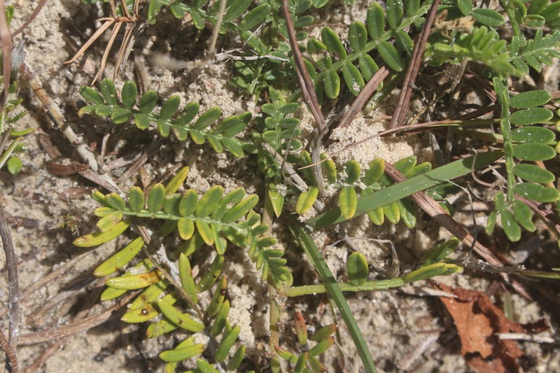 Baccharis gnaphalioides photo 4
