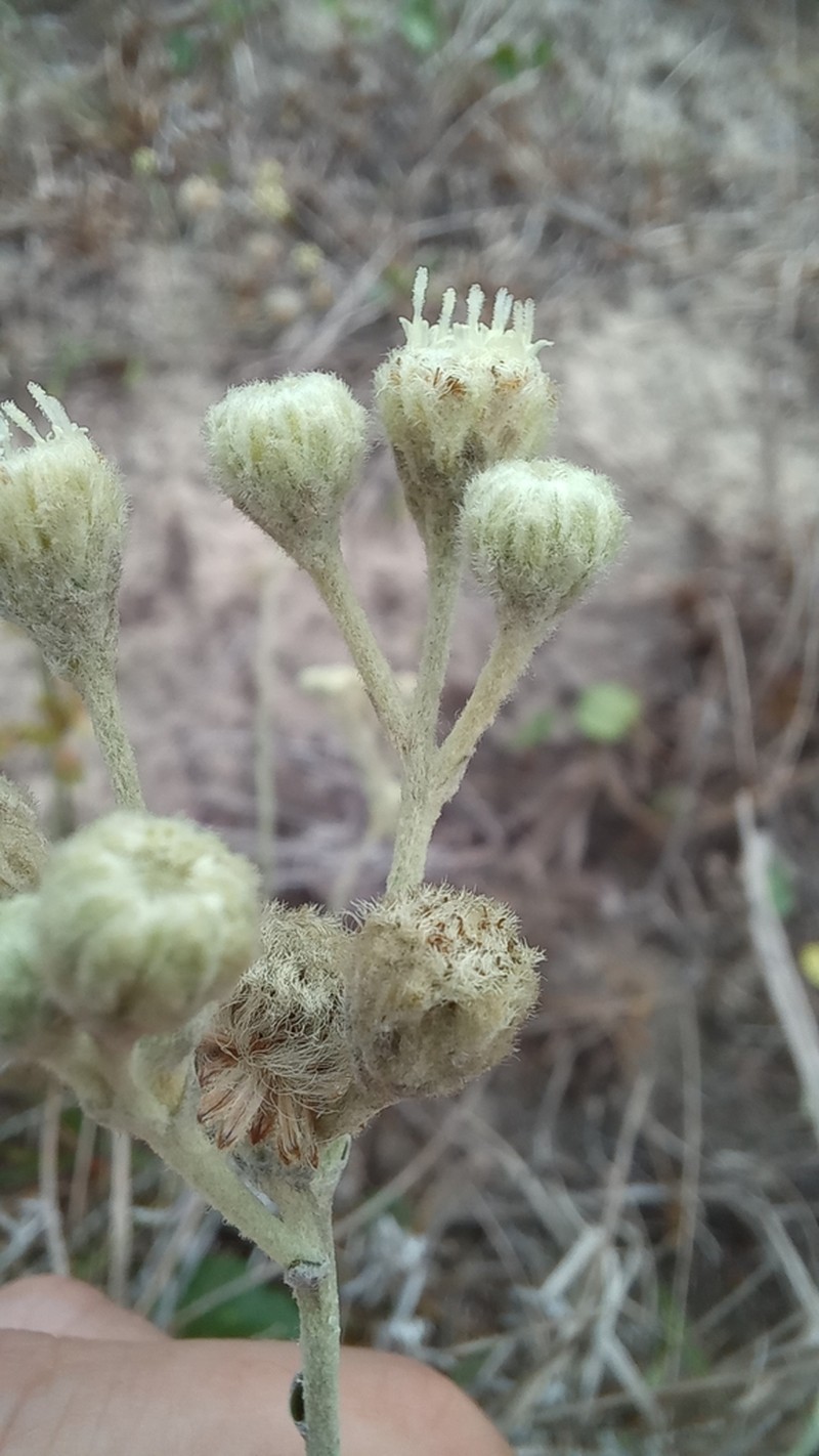 Baccharis gnaphalioides photo 5
