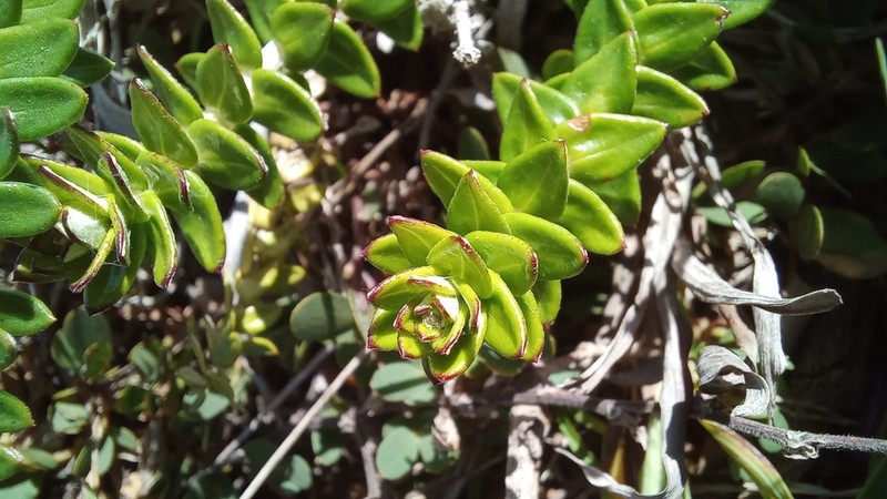 Baccharis gnaphalioides photo 6