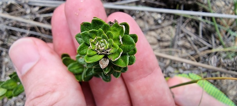 Baccharis gnaphalioides photo 7