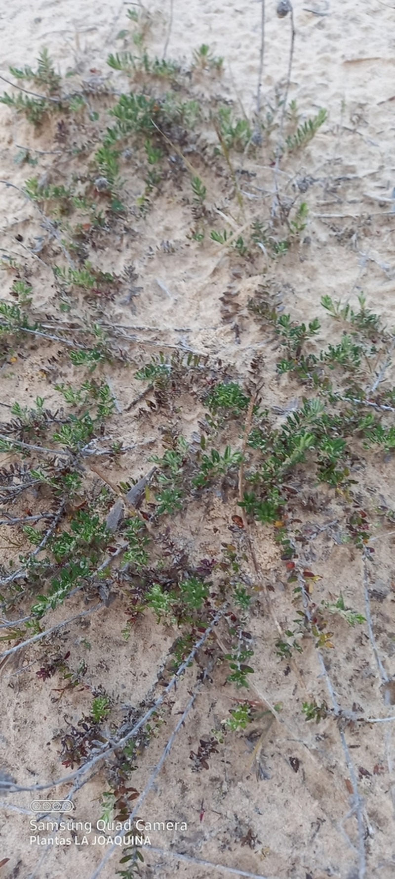 Baccharis gnaphalioides photo 8